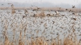 INDIA-KASHMIR-BIRDS